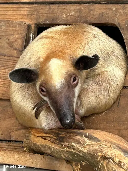 ▲由於「黑妞」已接近12歲，且對人沒有攻擊性，動物園呼籲民眾若發現牠，切勿追趕或捕捉，應立即通報。（圖／台北市立動物園提供）