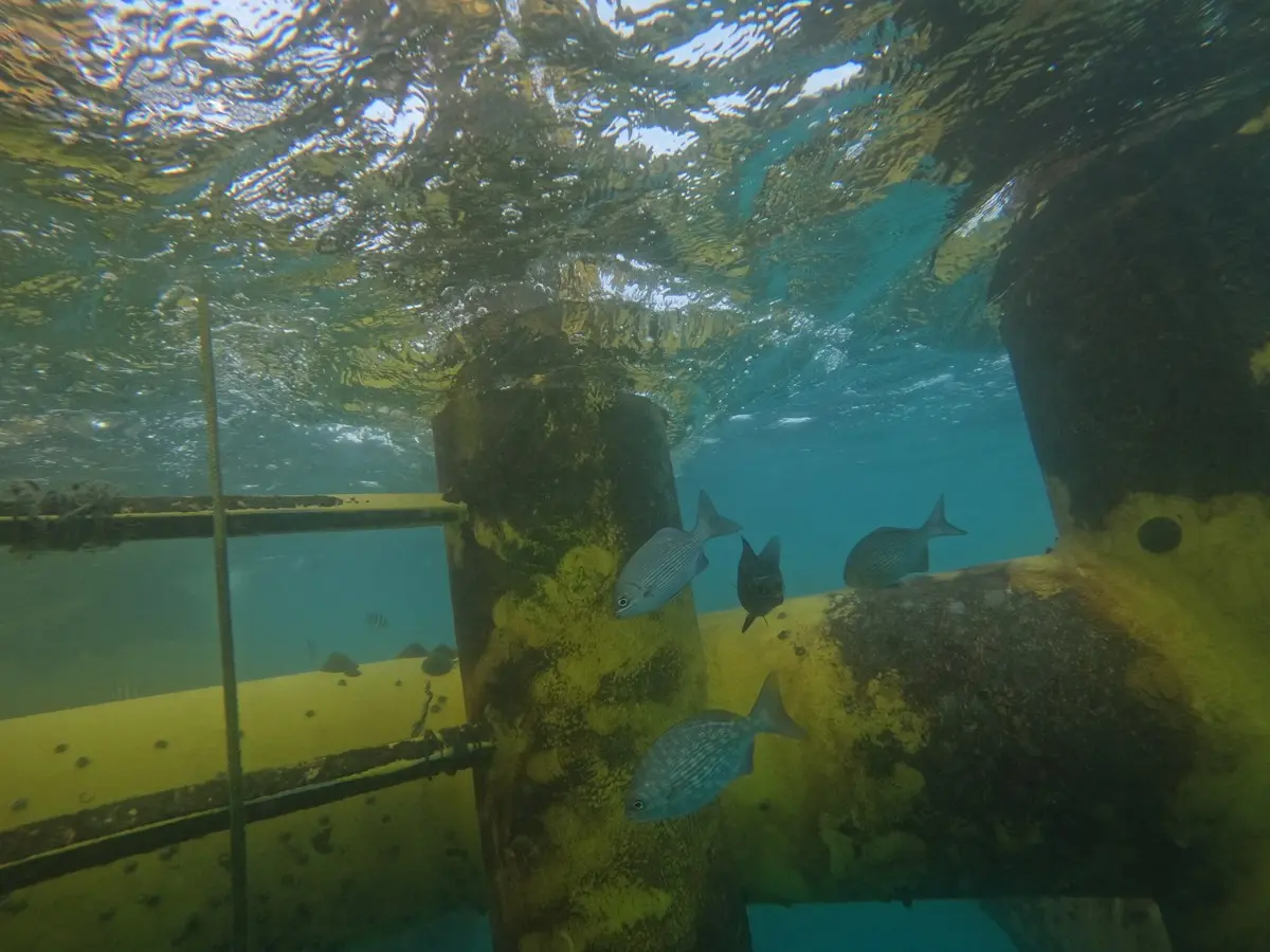 ▲離岸一期風機水下基礎發揮「人工魚礁」功能，透過藤壺、海綿等生物吸附於基礎表面，進而吸引點帶石斑、五線笛鯛等岩礁性魚類聚集棲息，將原本沙泥底環境轉化成豐富生態的類岩礁生態系。（圖／台電提供）