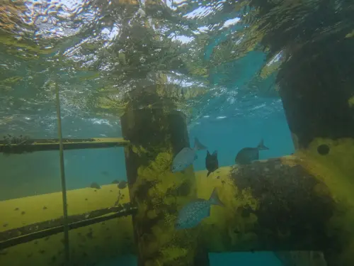 風場變魚類天堂！台電離岸一期獲首波海洋有效保育區認定
