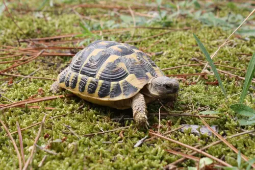 ▲每年5月23日是「世界烏龜日」，是由非營利組織「美國龜類救援組織」（American Tortoise Rescue）於2000年發起的節日。（圖／取自pixabay）