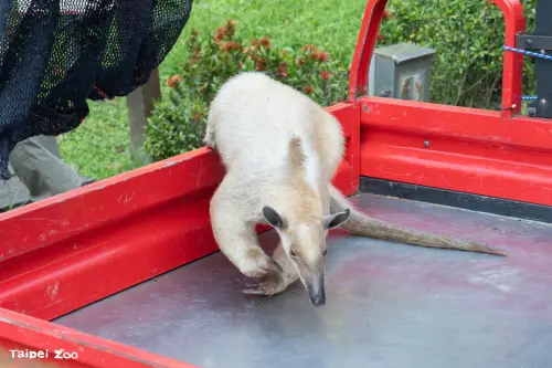 北市動物園「食蟻獸黑妞」找到了！逃家8天終於回家　身體超健康