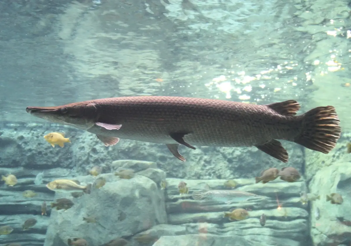 ▲228公園的「鱷魚火箭」鱷雀鱔，遭民眾釣起後送至熱炒店吃下肚，毒物科醫師提醒，鱷雀鱔是掠食性大型魚，並非一般常見食用魚，不建議民眾食用。（圖／翻攝維基百科）