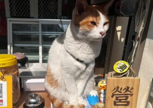 台中「16歲店貓」遭女子抱走！飼主：把家人還我　監視器畫面曝光