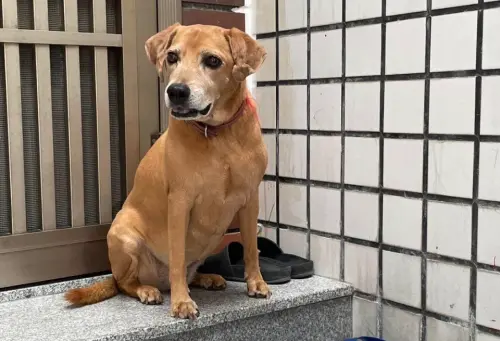 懸賞20萬新台幣找台南「阿妹」！米克斯特徵出爐　飼主：絕不食言