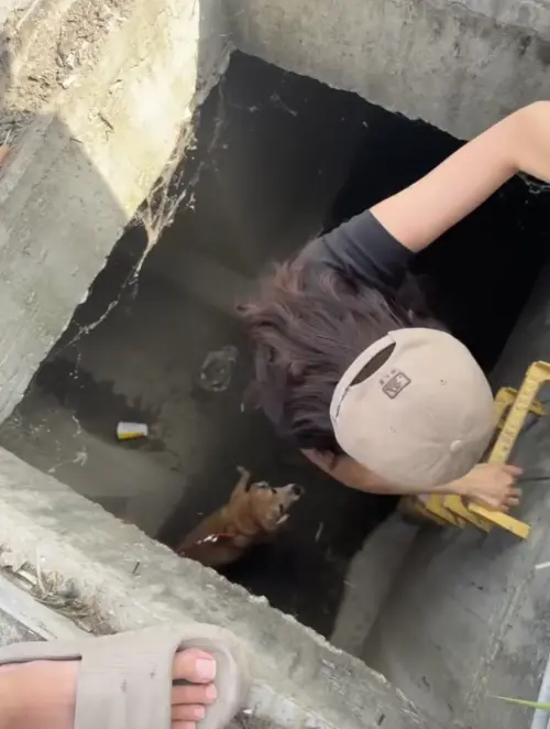 ▲阿妹被發現受困在散步路線附近的水洞箱涵內，找到時平安健康。（圖／翻攝自飼主臉書）