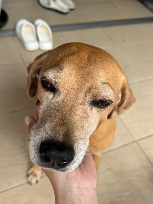 ▲飼主吳小姐因愛犬失蹤心急如焚，不僅報警、調閱監視器，還祭出20萬元懸賞金，希望集結網友力量協尋。（圖／翻攝自飼主臉書）