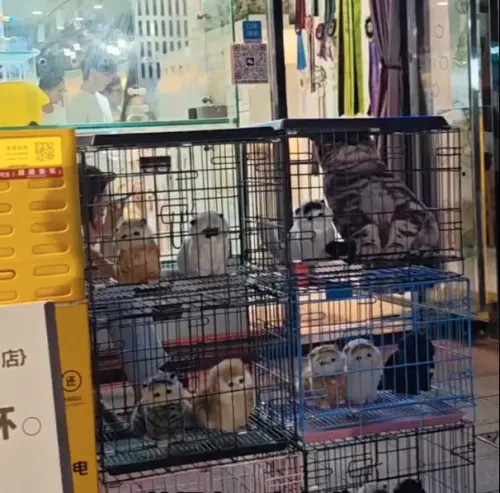 ▲這種「非典型展示」反而獲得大量網友支持，認為店家既保有吸客效果，也避免幼貓長期待在狹小展示空間承受壓力。（圖／翻攝自微博）