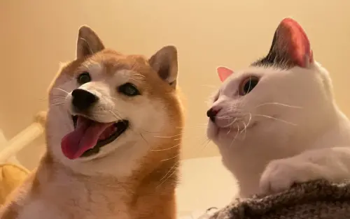 ▲日本一名 26 歲的飼主在 TikTok 上開設帳號，記錄家中 10 歲柴犬栗丸以及 1 歲半乳牛貓比斯克（ビスケ）的生活日常。（圖／TikTok@marus_kurimaru）