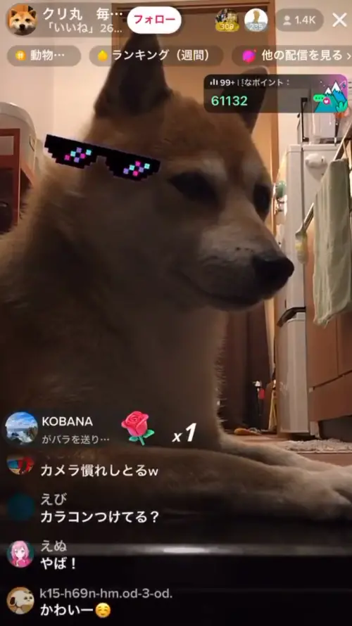 ▲栗丸獨自代班的過程，反倒讓直播間氣氛更加熱烈，開始有觀眾抖內墨鏡特效，想讓栗丸在畫面中戴上可愛的墨鏡。（圖／TikTok@marus_kurimaru）