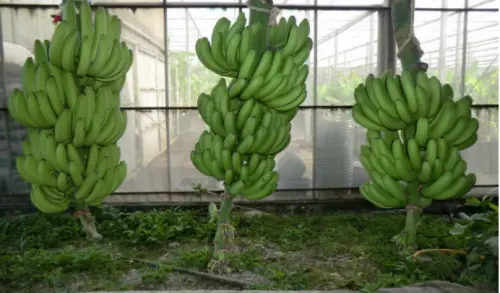 「香蕉癌症」黃葉病TR4重創全球蕉農！這款台蕉成最強護盾
