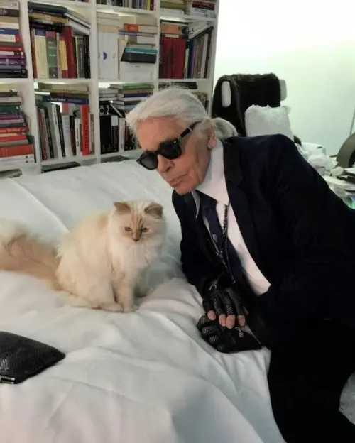 ▲已故時尚傳奇卡爾拉格斐（Karl Lagerfeld）留下部分龐大財富給愛貓Choupette，但受到多年稅務爭議影響，相關資產至今仍無法分配。（圖／翻攝自IG@choupetteofficiel）