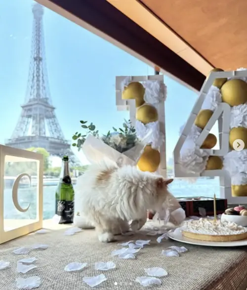 ▲（圖／翻攝自IG@choupetteofficiel）