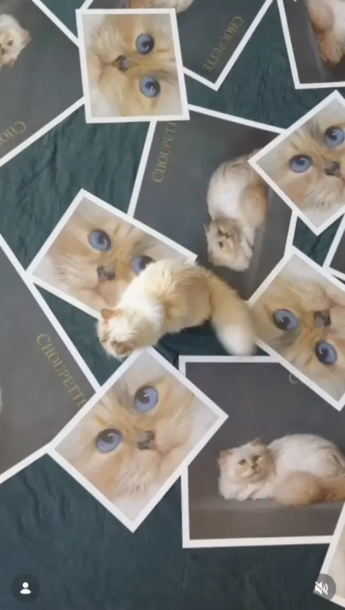 ▲Choupette曾是拉格斐靈感繆思，仍活躍於時尚圈與社群平台，持續透過商業合作創造收入。（圖／翻攝自IG@choupetteofficiel）