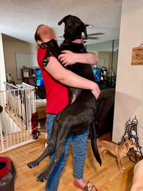 ▲猛毒當初被組織標註是純種黑色拉布拉多犬，但長大後身體越來越巨大。（圖／翻攝自The Dodo）