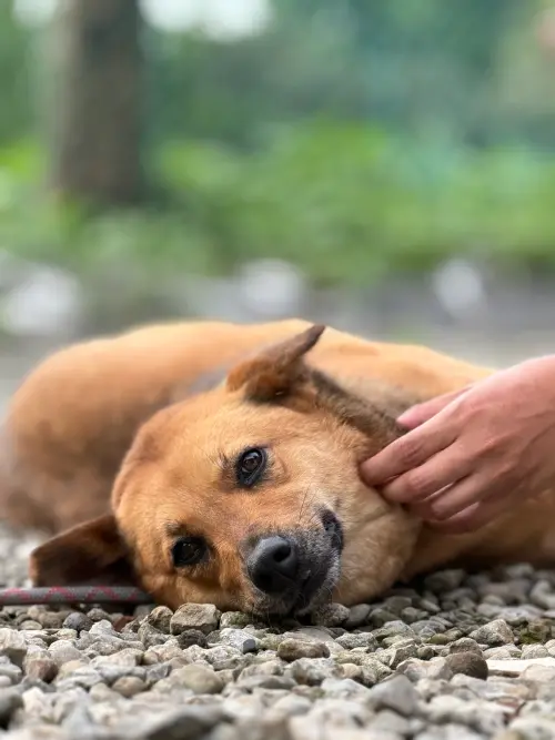 ▲拍攝狗狗不一定要急著靠近，可善用望遠焦段與環境構圖，記錄毛孩最自然的姿態。。（圖／三牲工作室提供）