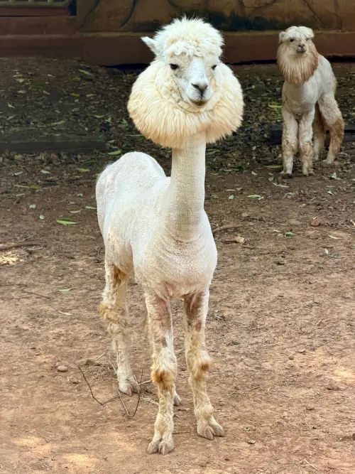 ▲六福村擁有開放式的野生動物園，除了狐獴招人喜愛，草泥馬也很吸睛。（圖／記者黃韻文攝）
