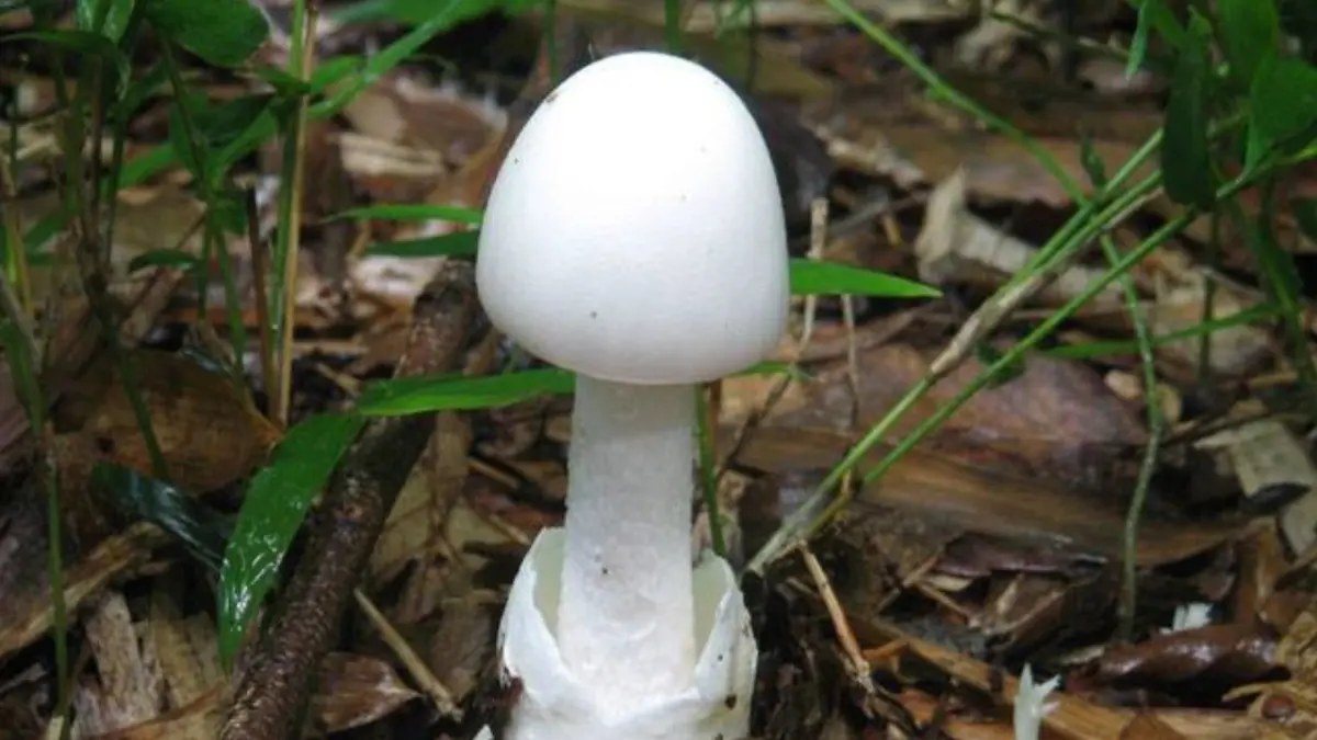 ▲泰國2名男子因食用從森林採摘的野生蘑菇，結果引發嚴重嘔吐症狀，兩人送醫後相繼不治身亡。（圖／翻攝自Thaiger）
