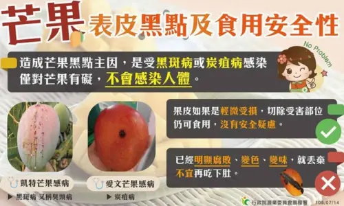 ▲芒果表皮有黑點表示受到植物的炭疽病感染，這種真菌只會在植物之間傳播，對人體完全沒有任何影響，只要切除部分芒果還是完全可以食用沒問題！（圖/農業部提供）