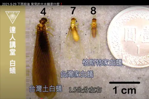 ▲台灣平地常見的3種白蟻。（圖／都市昆蟲研究室提供）