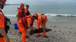 ▲海巡人員獲報後火速趕赴現場，確認為活體海豚後，進行救援措施。（圖／海巡署）