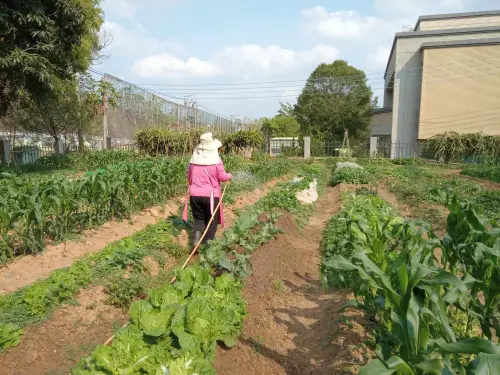 體驗城市農夫樂趣　中市文山環保農園開放報名
