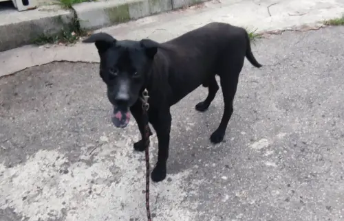 ▲中和動物之家一隻名叫「憨憨」的黑色中大型米克斯老犬，在日前幸運找到了溫暖的新家。（圖／新北市動保處）