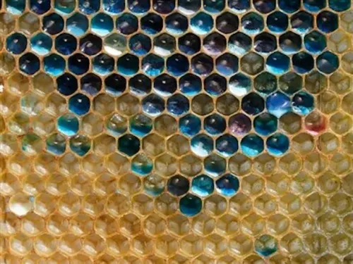 法國蜂農產出「藍綠色蜂蜜」！竟是巧克力工廠惹禍　學者：是假蜜