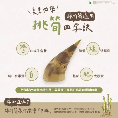 ▲農糧署官方傳授綠竹筍「白、彎、短、肥」四大挑選口訣，存圖收藏後去市場不怕再踩雷買到苦筍。（圖／翻攝自鮮享農YA - 農糧署臉書粉專）