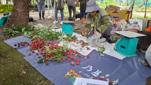 ▲荔枝老樹公園今年適逢豐收年，園區內一串串鮮紅飽滿的荔枝掛滿枝頭(圖／建設局提供2026.6.15)
