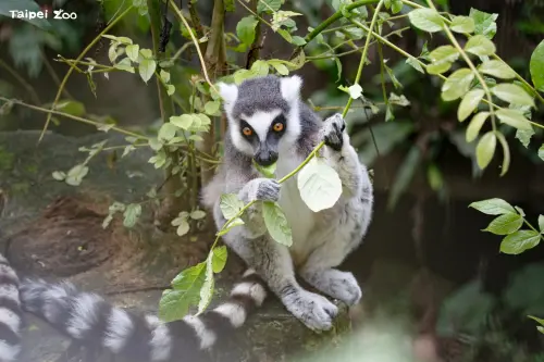 別撲空了！北市動物園宣布「閉園10天」　原因曝光：暑假前大升級