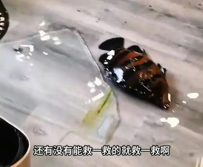 ▲130萬觀賞魚一夜全滅(圖/截自抖音@文物說魚)