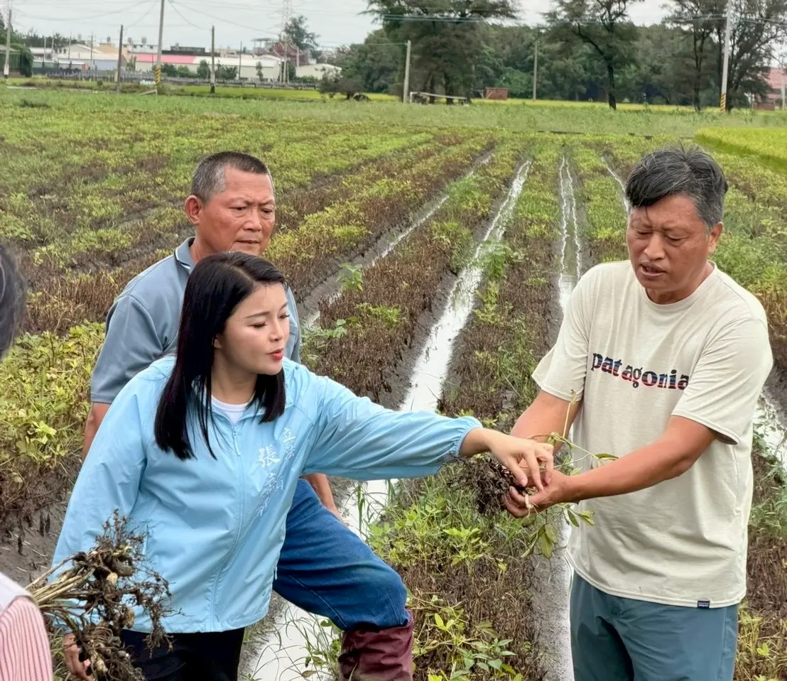▲近期連日豪雨重創雲林縣，嚴重影響正值採收季的花生，國民黨立委張嘉郡要求農業部從速、從寬、從簡進行天然災害補助之外，近期因應豪雨提前搶收的花生，也要納入災損補助。（圖／雲林縣政府提供）