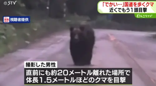 影／北海道國道深夜噩夢！2公尺巨熊突衝出與駕駛對視：嚇到腿軟
