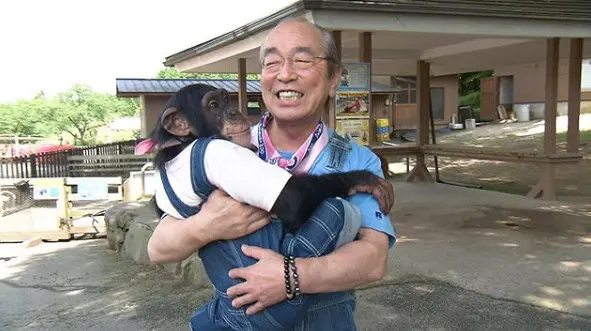 ▲黑猩猩阿龐變YouTuber!重逢老攝影組四處找志村健(圖/截自ig@shimura_zoo_ntv)