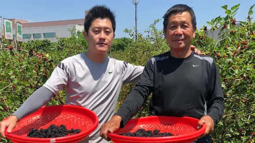 陳稼莊有機桑椹掀台灣本土紫色狂潮