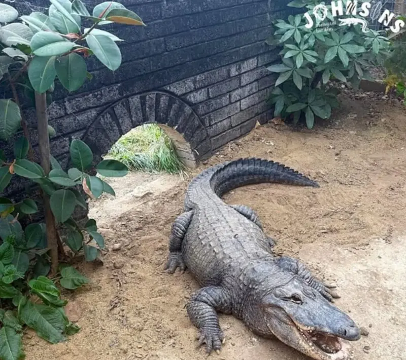 ▲無辜3歲童遭陌生男推入鱷魚池 英國動物園上演真實恐怖片(圖/截自英國每日郵報)