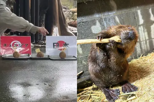 世界盃神預言！日本動物園「河狸媽媽」爆紅　精準命中藍武士大勝