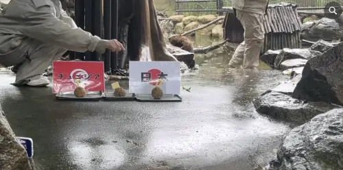 ▲▼來自兵庫縣姬路中央公園的3歲雌性河狸Ran，透過選擇象徵日本勝利的蛋糕成功預測賽果，讓不少球迷驚呼神準。（圖／翻攝自臉書粉專「姫路セントラルパーク【サファリ】」）