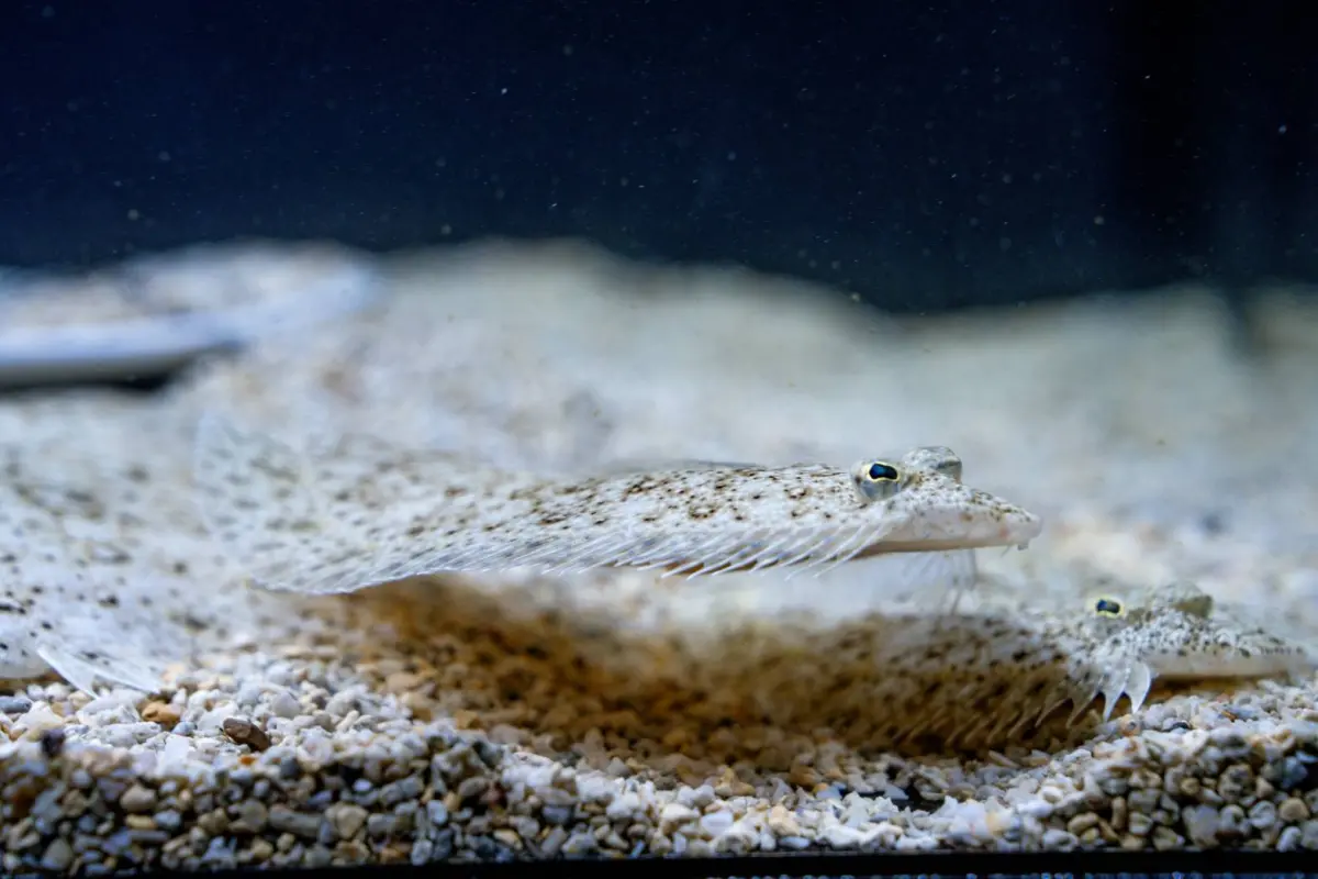 ▲比目魚能快速改變皮膚色素細胞，精準模擬沙地顏色與顆粒感(圖／觀旅局提供2026.6.23)