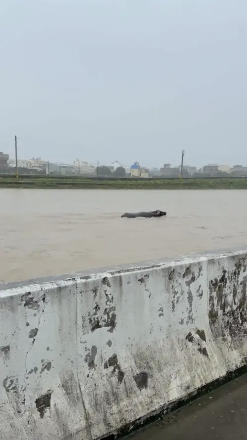 ▲▼新竹豪雨災情持續擴大，豆子埔溪因暴雨水位急升，兩頭水牛受困泥黃色激流中，只剩牛頭、牛角露出水面，掙扎求生的畫面令人揪心。（圖／Threads@a5366012、@bogi731授權提供）