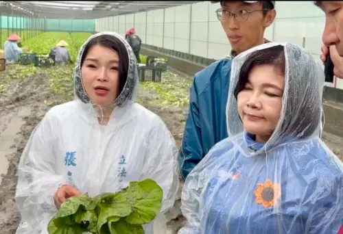 豪雨重創雲林菜田！農民搶收仍損7、8成　張嘉郡：協助爭取補助