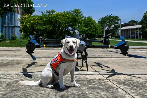 ▲搜救犬不僅外表可愛，更是救災的無名英雄。（圖／翻攝自K9 USAR THAILAND臉書）