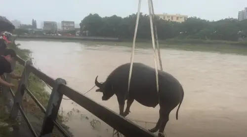竹北水牛兄弟回家了！飼主不賣「是爸爸的心頭肉」：求找到養老地