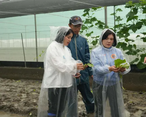 豪雨狂炸雲林菜田變汪洋！葉菜恐爛七成張麗善急勘災