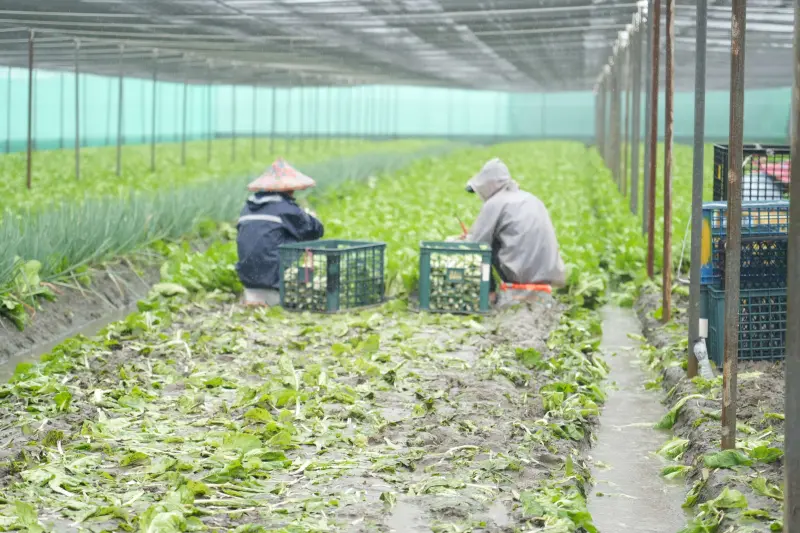    ▲張麗善提醒農友急著搶災或整地之餘，務必先拍攝田區受損情形拍照存證。（圖／雲林縣政府官網）  