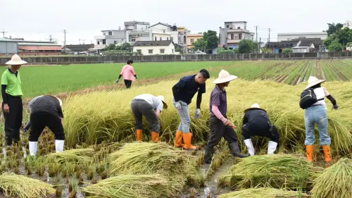 ▲立秋被視為夏秋交替、萬物由生長轉為收成的重要節點，這也代表著秋天的到來。（圖／翻攝畫面）