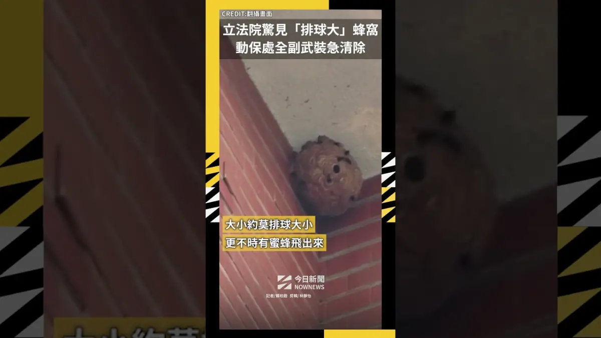 立法院驚見「排球大」蜂窩 動保處全副武裝急清除