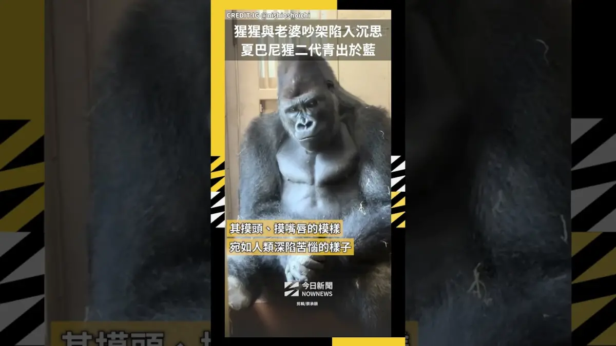 猩猩與老婆吵架陷入沉思 夏巴尼猩二代青出於藍