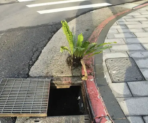 李彥秀怪災民？北市水溝挖出巨大山蘇　他吐槽：是蔣萬安種菜吧