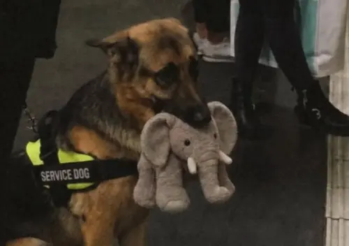 德牧考導盲犬咬玩具落榜！「無辜表情」一夕爆紅　千萬人心疼聲援